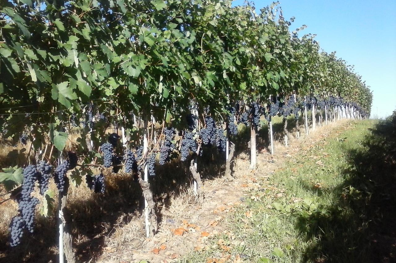 Tenuta Calabiana Diano dʼAlba Buitenkant foto